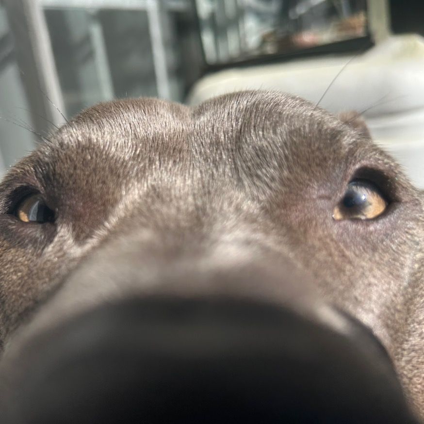 Aries the Pitbull