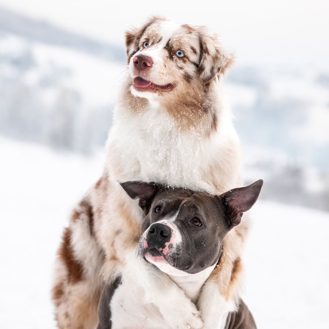 Amstaff and Aussie✨