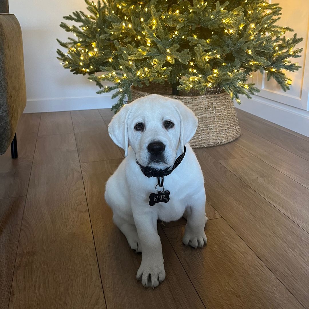 Baker the White Labrador