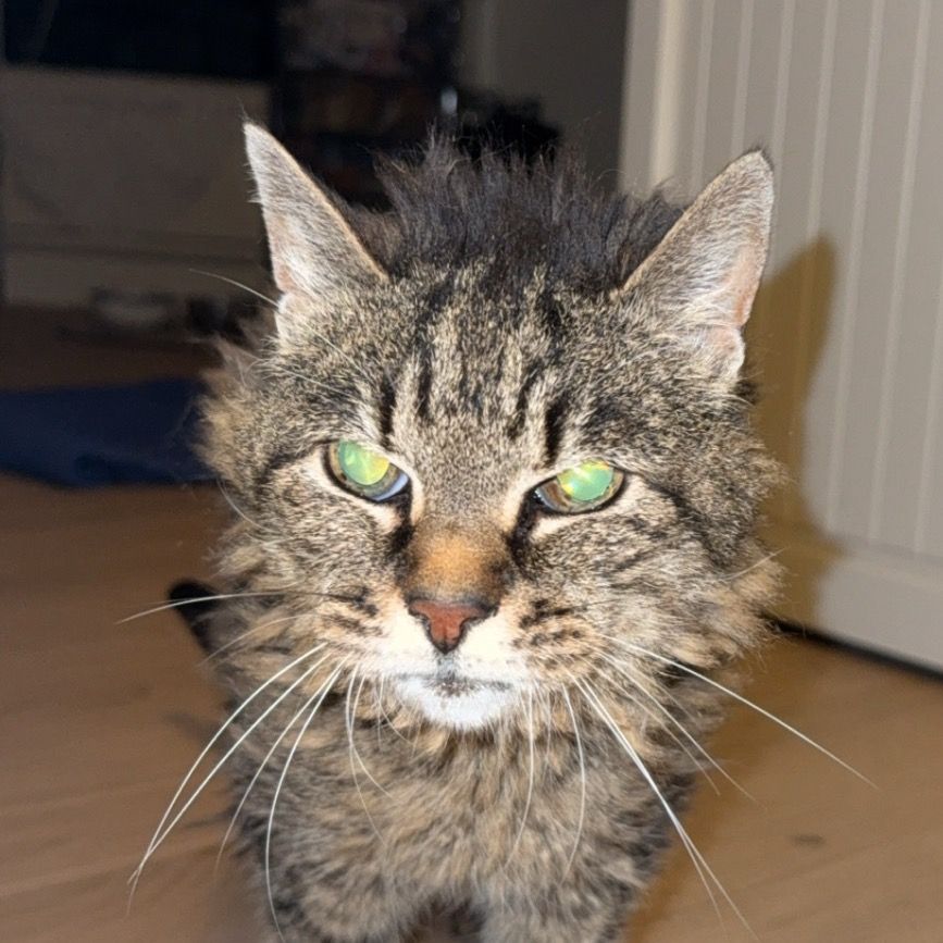 Chat le plus vieux de France🐯