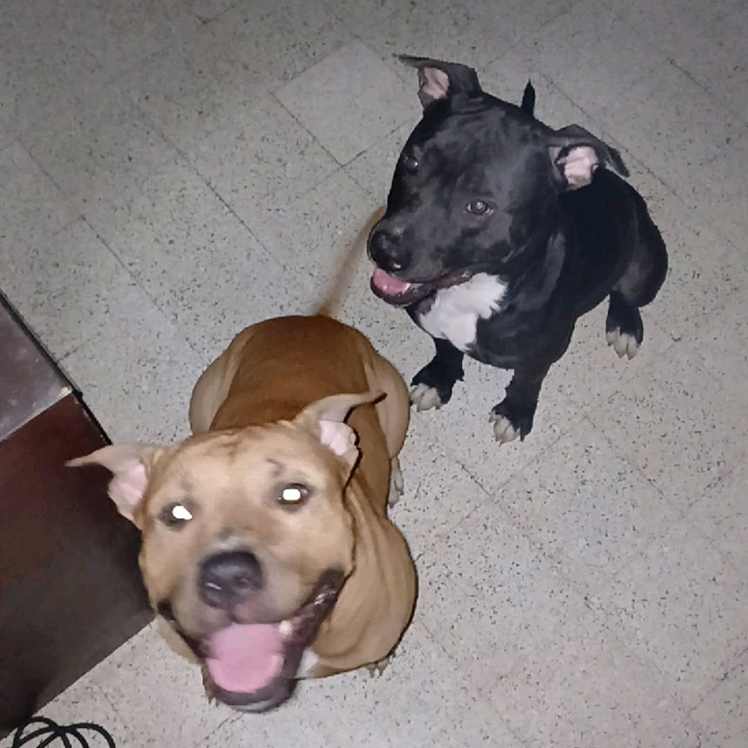 chien2race.ci