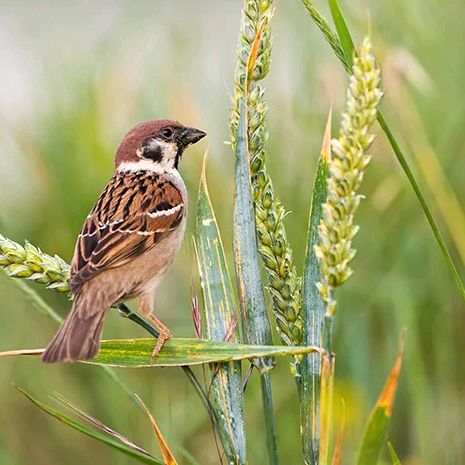cukurukuk🐦‍⬛