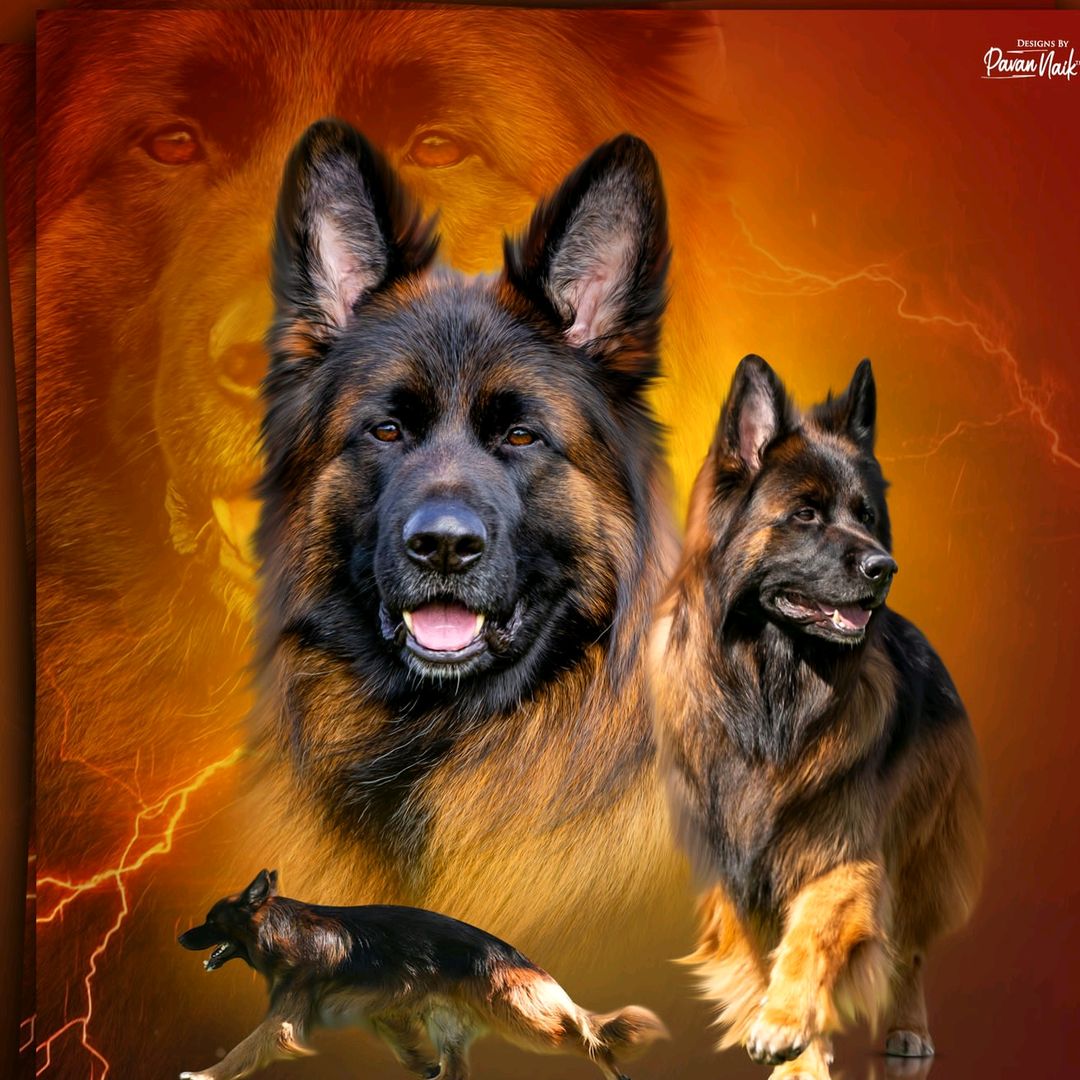 Dogslover ❤️🔥