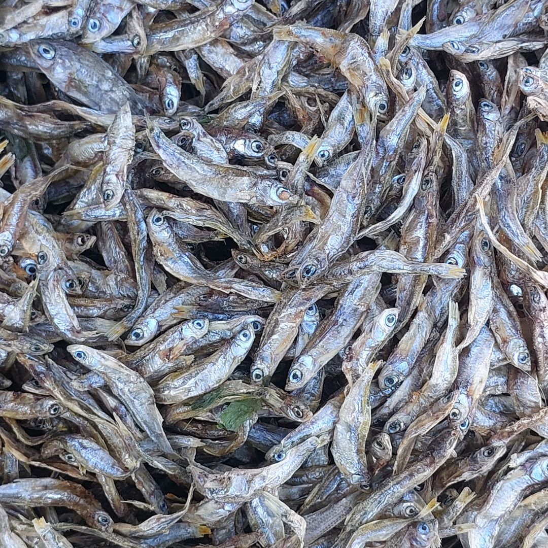 FRESH FISH UG256 & DUBAI FOODS