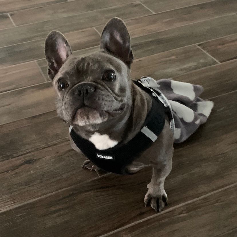 goodboyrocky1