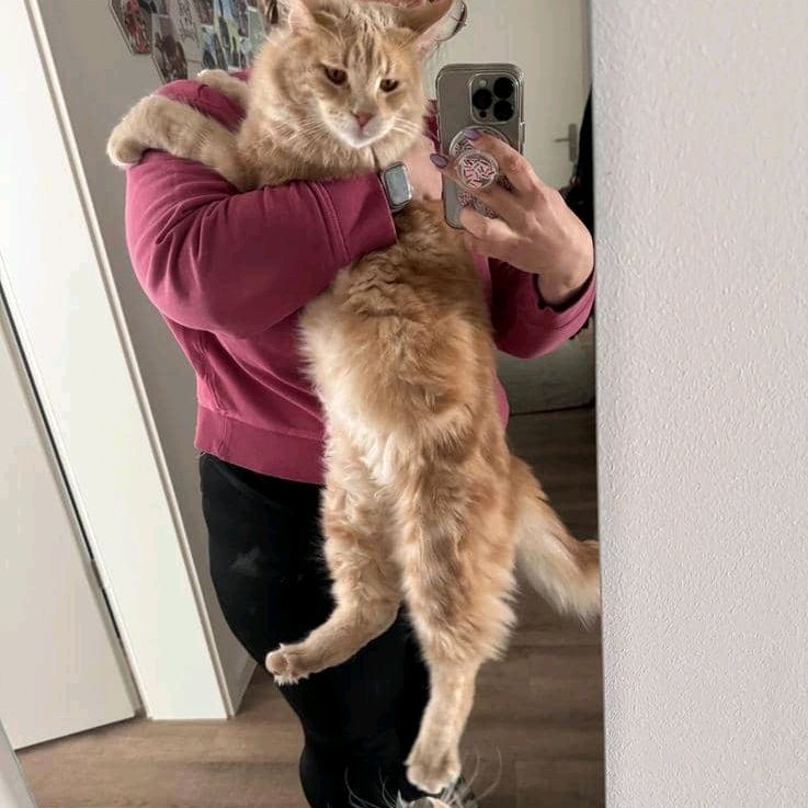 chatterie jardins des chatons