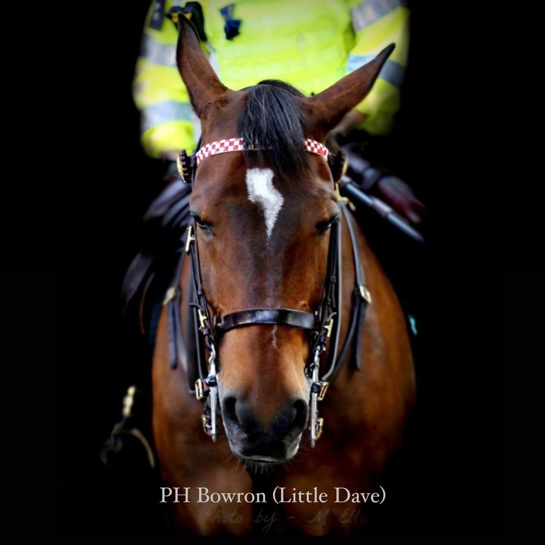 PH Little Dave