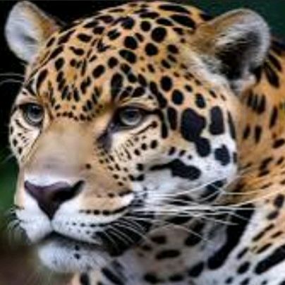 animals vidéo 🇺🇸