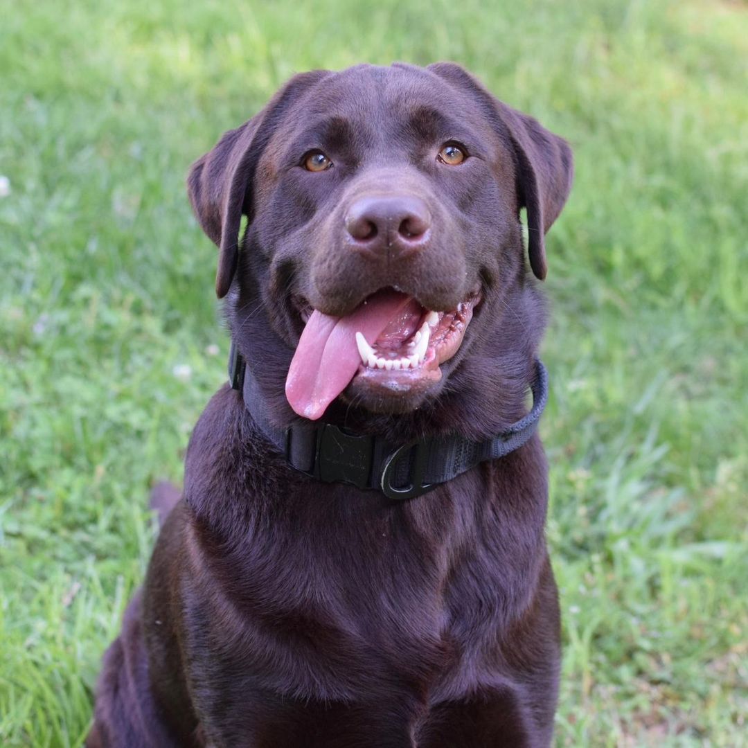 Moose the English Lab