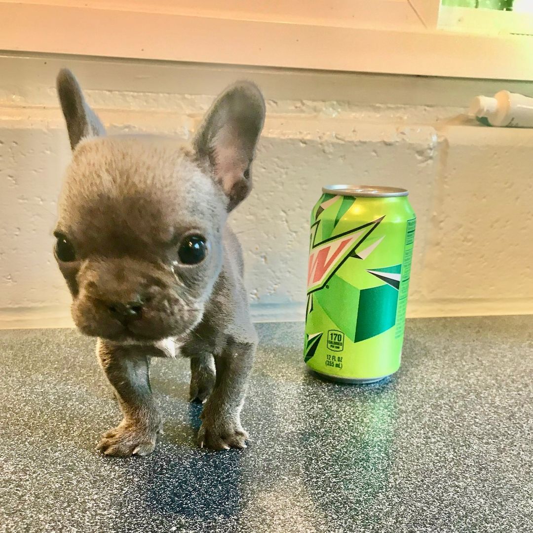 NorCal Bully Breed Rescue