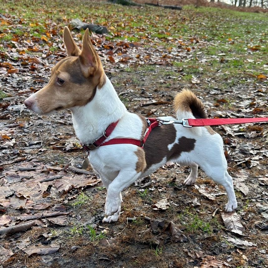 Peppa the Mini Jack Russell