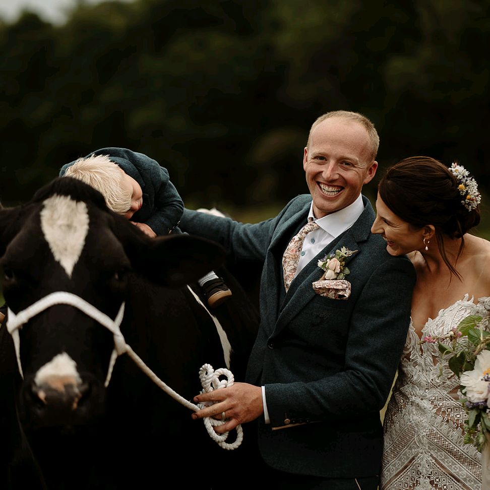 Hampshire Holsteins