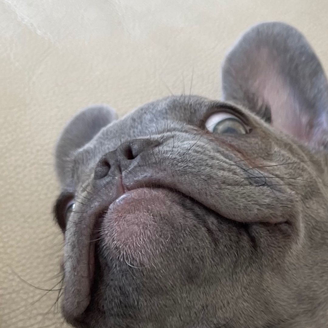 reo.rolo.the.frenchies